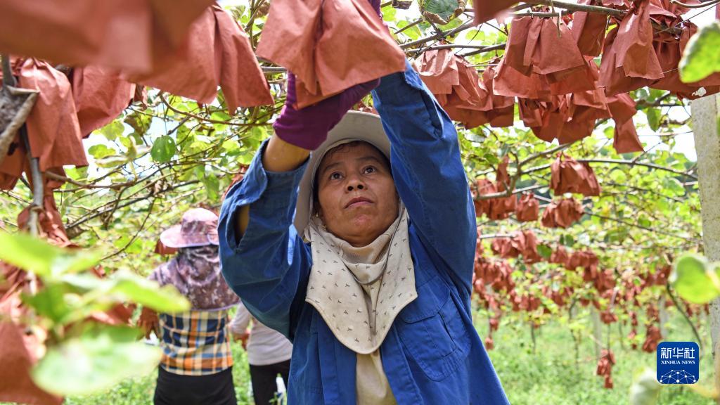 广西融安：发展猕猴桃产业助农增收