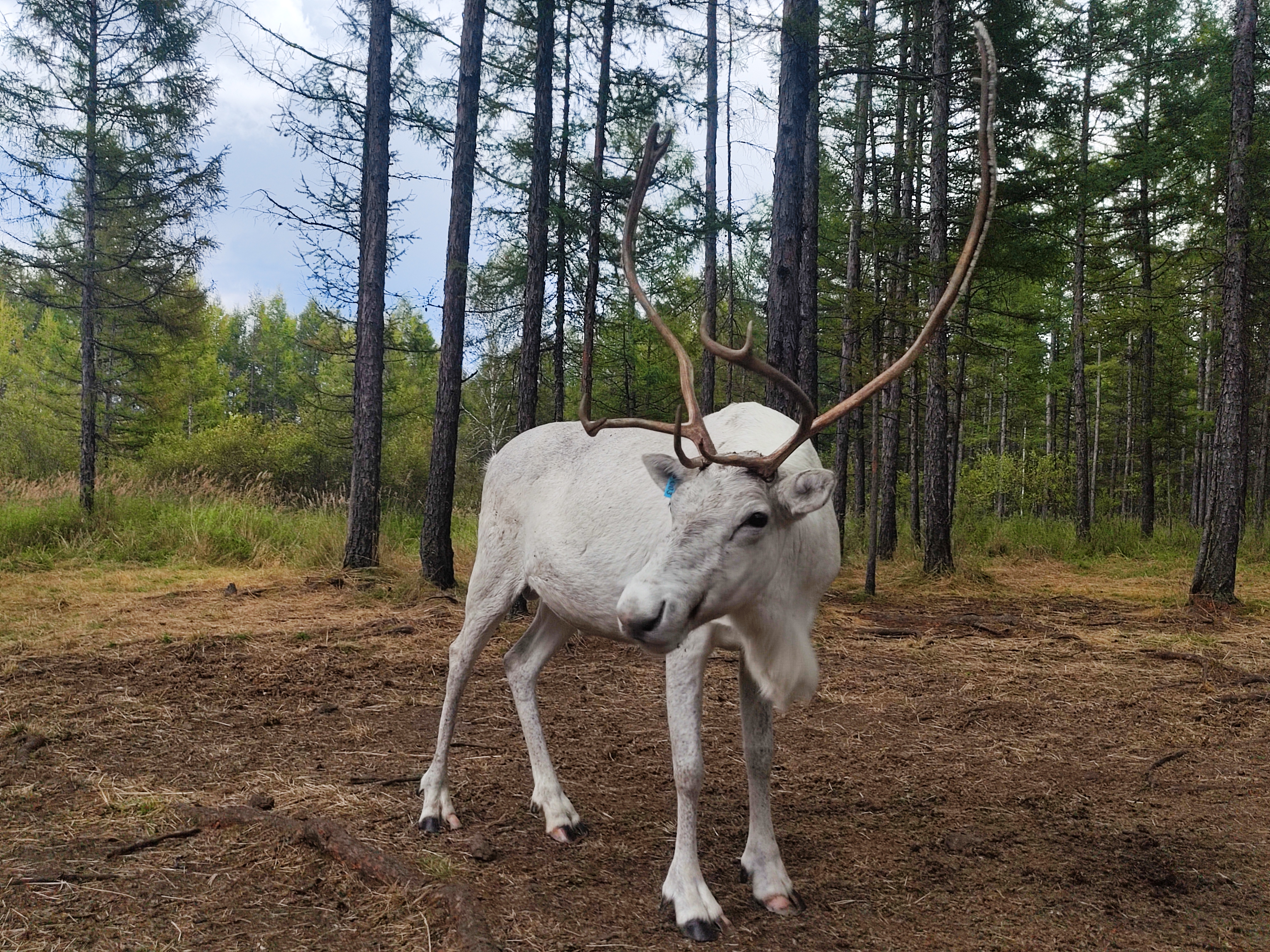 《額爾古納河右岸》主人公原型瑪麗亞·索在馴鹿身邊去世 享年101歲_fororder_3