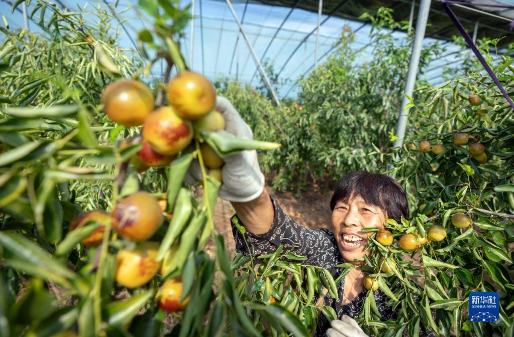 河北黄骅：大棚冬枣采收忙