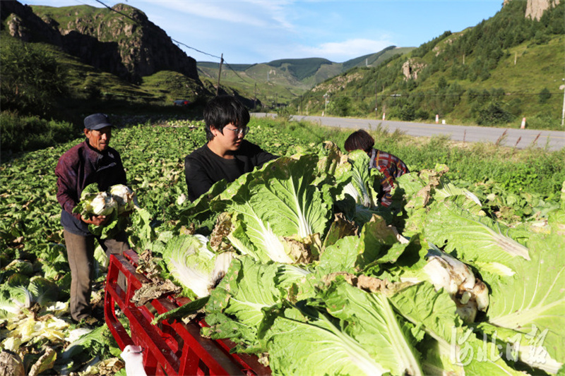 河北蔚縣：高山雨露旱地大白菜豐收