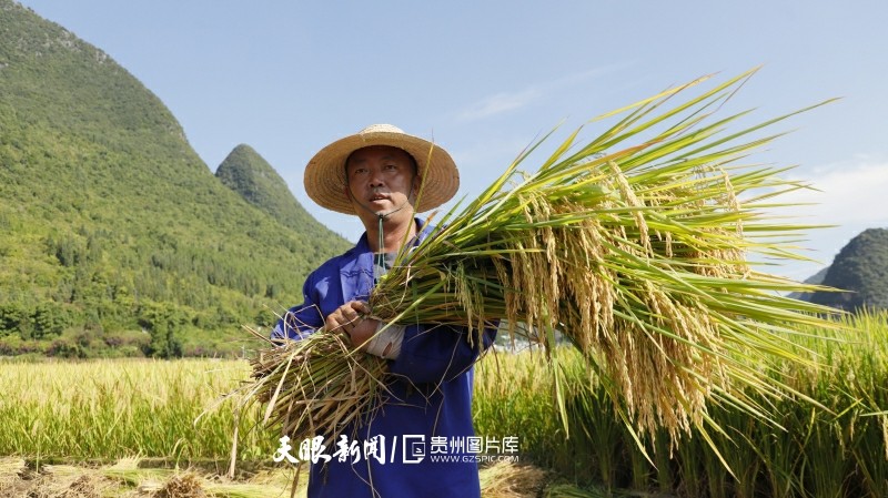 贵州兴义：万峰林下“丰”景美
