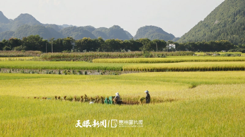 贵州兴义：万峰林下“丰”景美