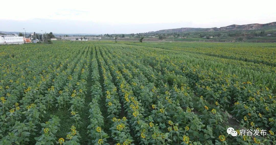 （转载）榆林市府谷县古城镇：小镇宜居 产业富民