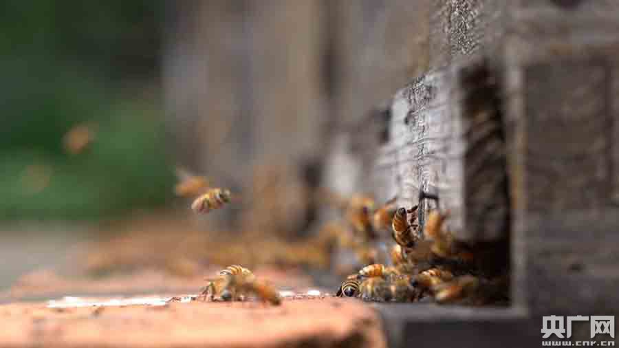 【山中青年】“蜂二代”的甜蜜事業