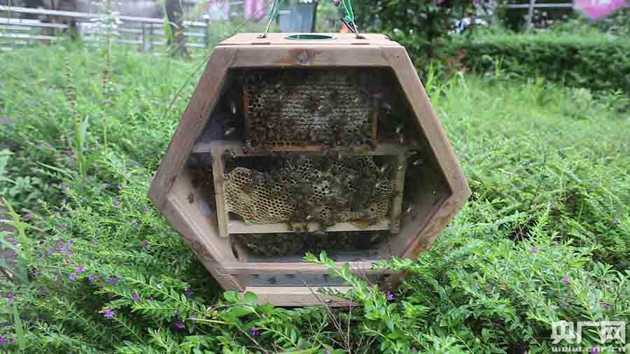 邱凯发明的六边形的宠物蜂箱(央广网发 陈金露 摄)