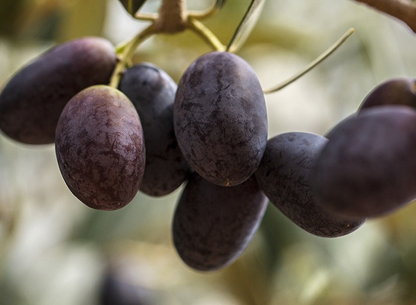 油橄榄果 供图 金堂县委宣传部据了解,金堂的油橄榄作为农产品地理