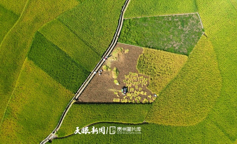 贵州兴义：万峰林下“丰”景美