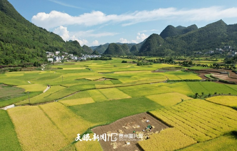 贵州兴义：万峰林下“丰”景美