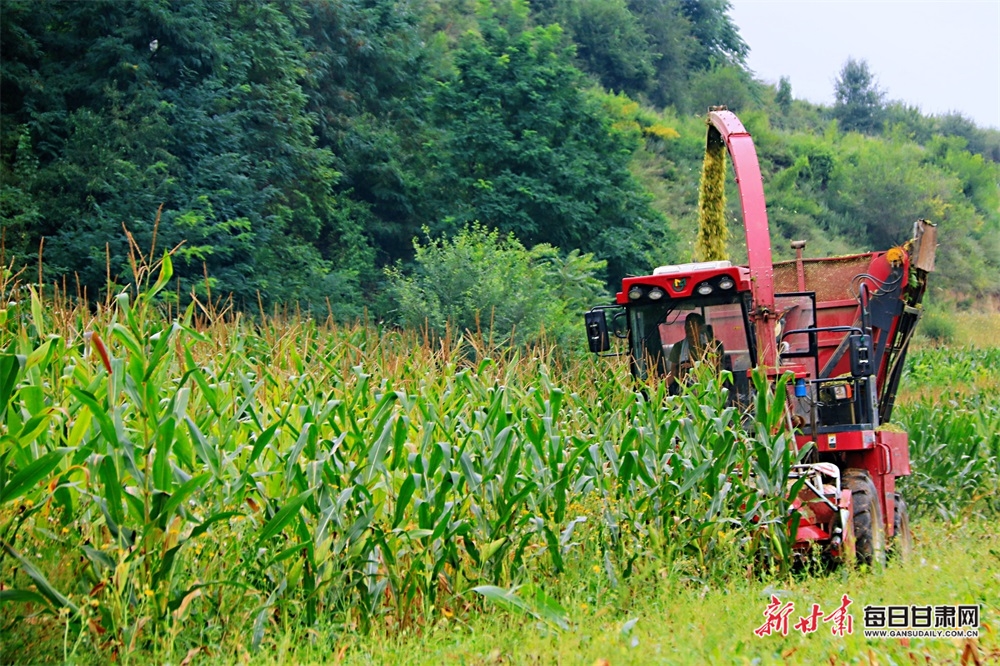 【平凉】平凉崇信县：青贮玉米收割忙 牲畜越冬有保障_fororder_1