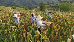 【陇南】陇南徽县永宁镇：500亩制种玉米收获忙