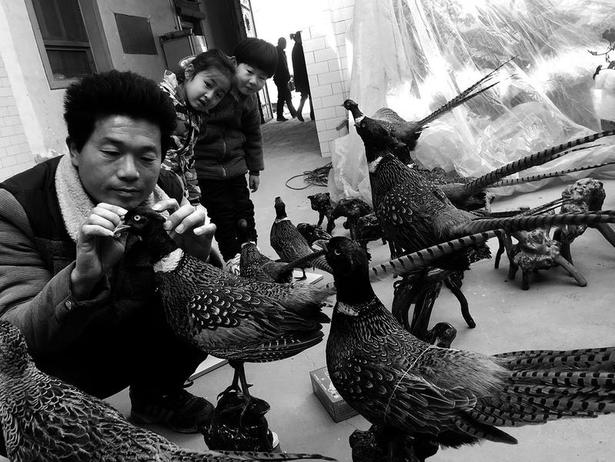 大荔男子自学做山鸡标本