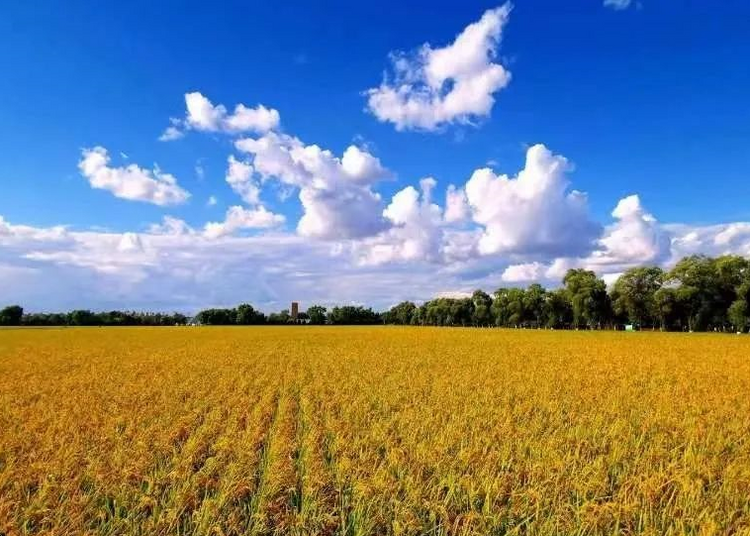 绥化市北林区：5G智慧农业里的“稻作”共生_fororder_微信截图_20220919130955