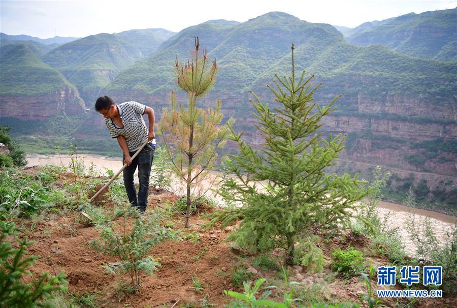 荒土换青山 林海淘真金——延安退耕还林20载造就绿色奇迹
