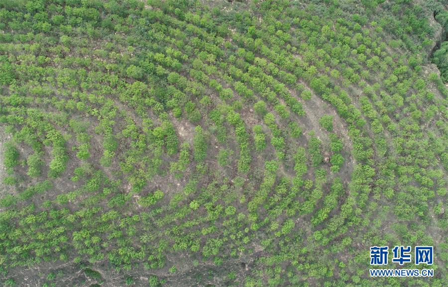 荒土换青山 林海淘真金——延安退耕还林20载造就绿色奇迹