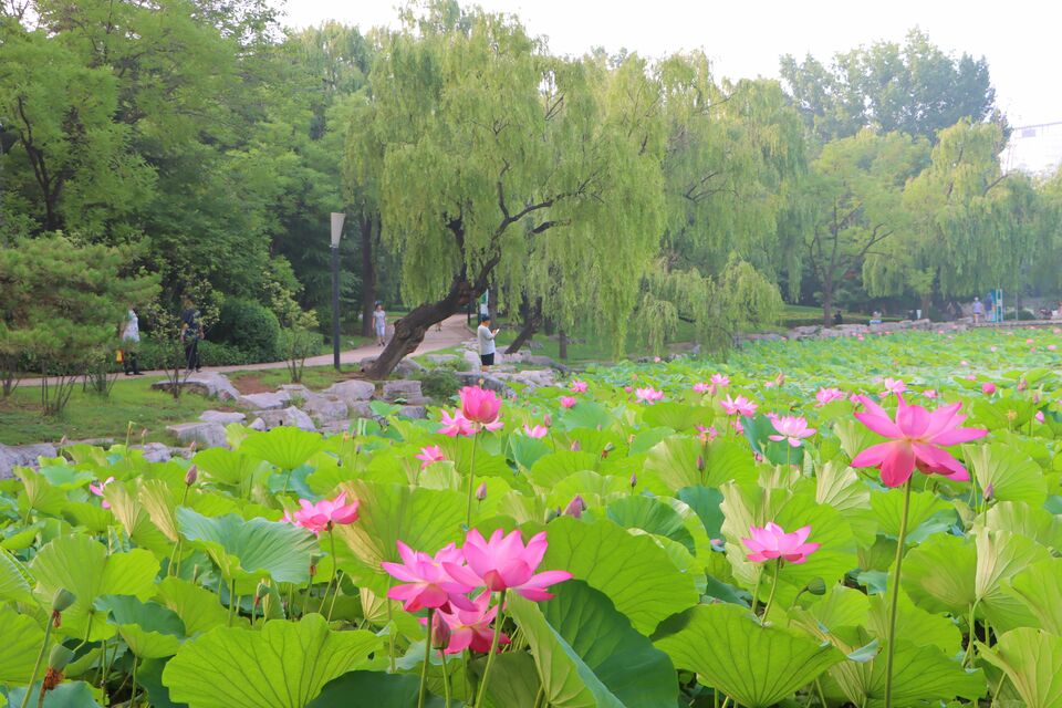 美景山东｜红石公园：在这里欣赏侏罗纪红石