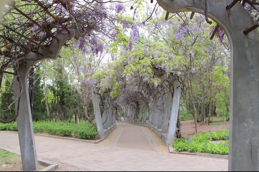 美景山东｜红石公园：在这里欣赏侏罗纪红石