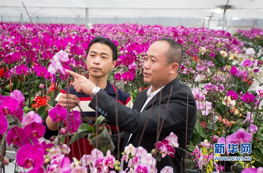 【高清圖2】【滾動新聞】【地市 漳州】漳州蝴蝶蘭：迎春初盛放 “梳粧”待“出閣”