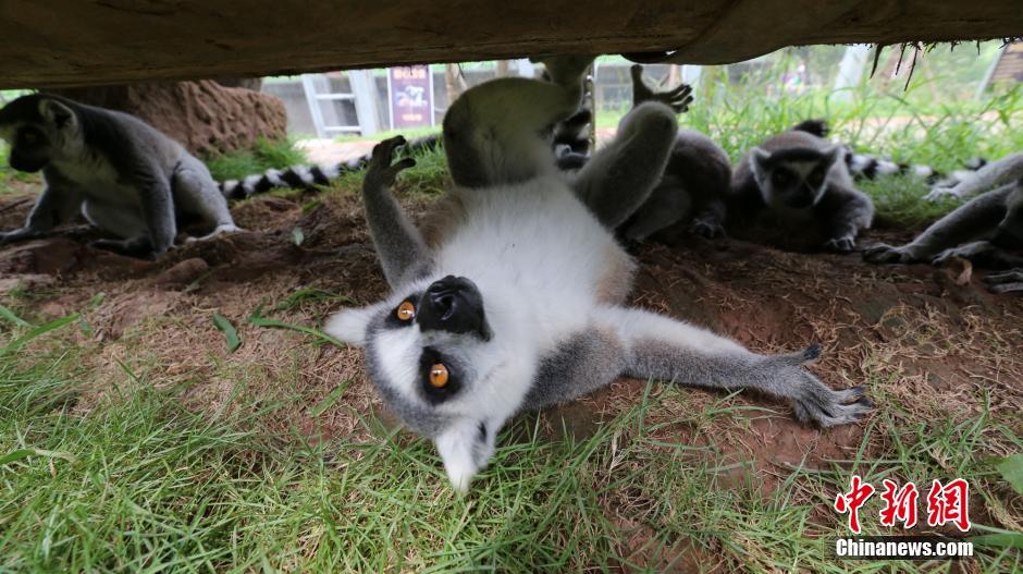 重慶連日高溫 動物“花樣”避暑