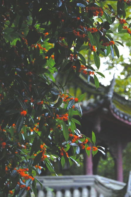 （转载）看展赏桂正当时 成都6大博物馆陆续开放