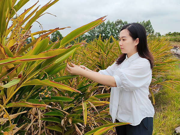 我在乡村挺好的|自贡沿滩区：何清影用脚丈量舒安村每一寸泥土 助力乡村振兴发展_fororder_何清影察看砂仁受灾情况