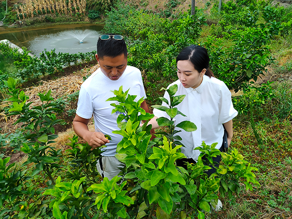 我在乡村挺好的|自贡沿滩区：何清影用脚丈量舒安村每一寸泥土 助力乡村振兴发展_fororder_何清影（右）察看柑橘生产情况