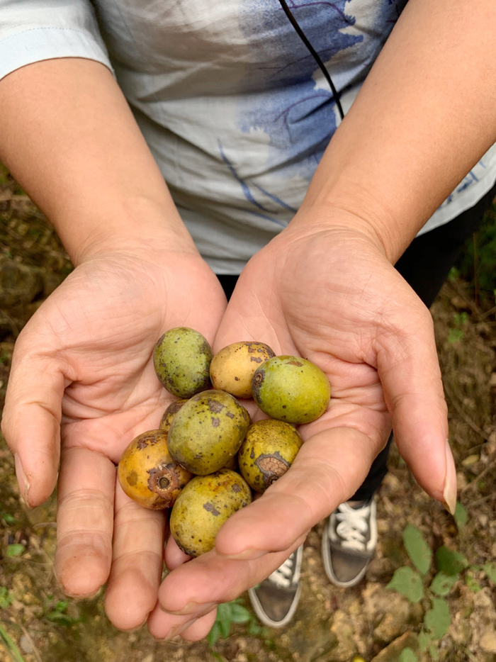 图片默认标题_fororder_野酸枣