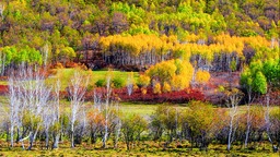 初秋，到内蒙古图博勒国家森林公园“醉个氧”!