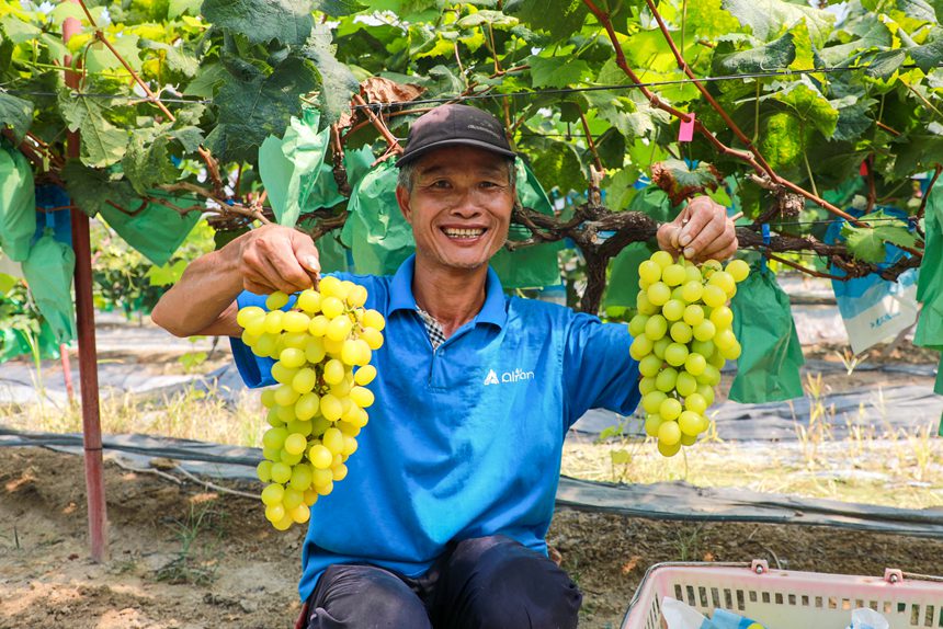 南寧市興寧區：“陽光玫瑰”葡萄喜獲豐收
