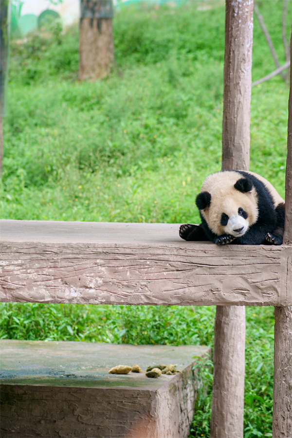 雅安雨城：秋天的熊猫生活是这样_fororder_熊猫趴在木板上享受秋天带来的惬意-摄影--李毓涵
