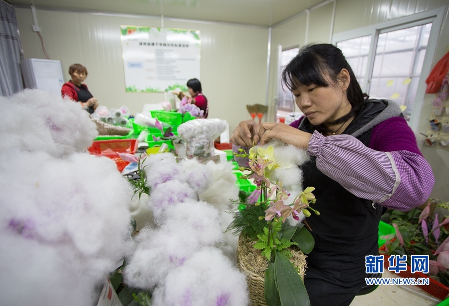 漳州蝴蝶蘭:迎春初盛放 漳州蝴蝶蘭:迎春初盛放