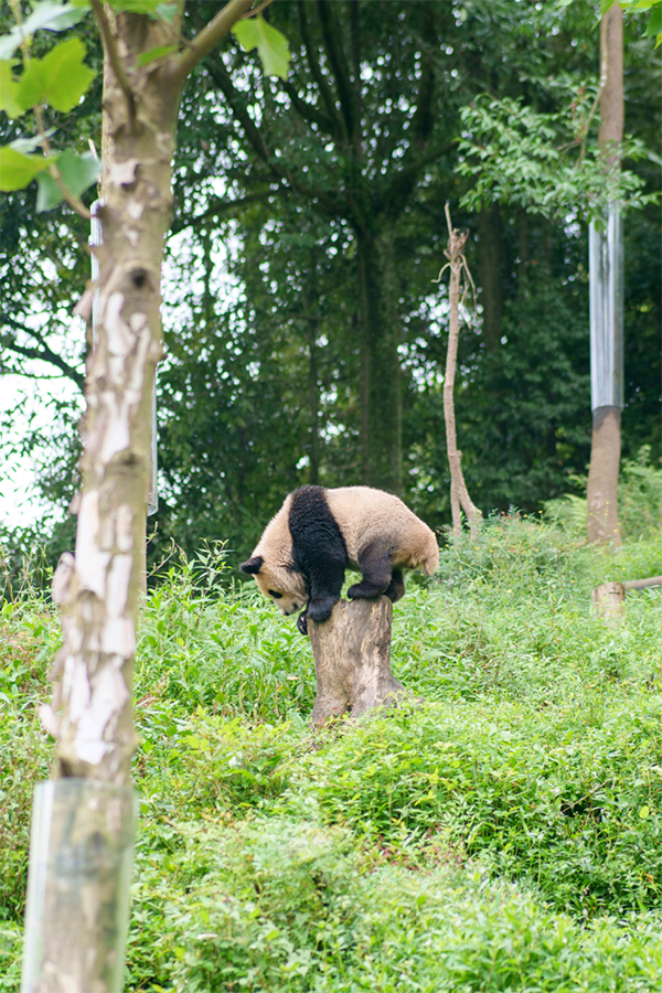 雅安雨城：秋天的熊猫生活是这样_fororder_熊猫在木桩上玩耍--摄影--李毓涵