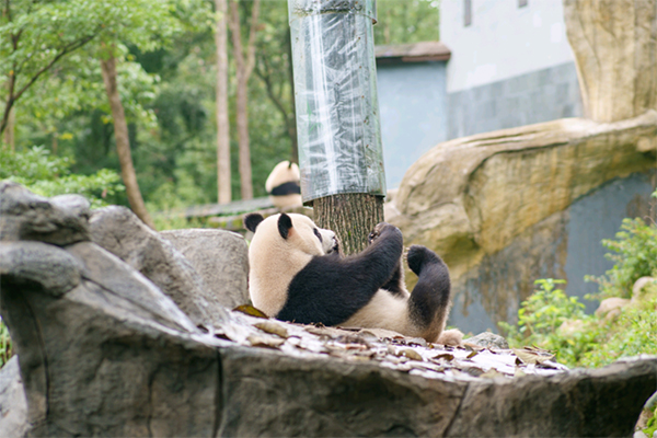雅安雨城：秋天的熊猫生活是这样_fororder_IMG_20220901_152738