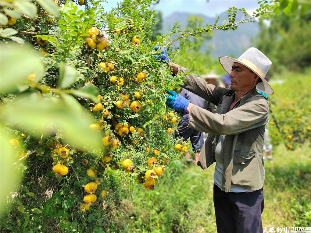贵州六盘水：刺梨变身“绿色提款机”