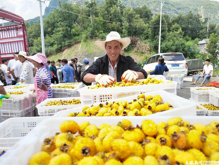 贵州六盘水：刺梨变身“绿色提款机”