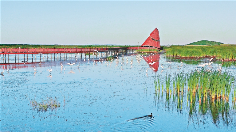 碧波荡漾 白鹭翩飞