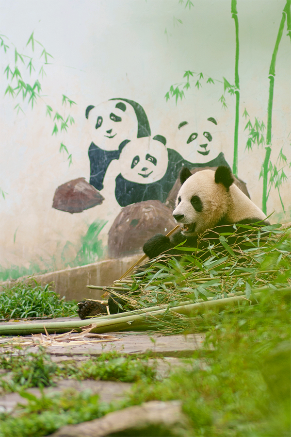 雅安雨城：秋天的熊猫生活是这样_fororder_熊猫在欢快的吃竹子-摄影--李毓涵（1）