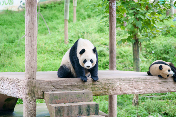 雅安雨城：秋天的熊猫生活是这样_fororder_熊猫趴在木板上享受秋天带来的惬意-摄影--李毓涵（1）