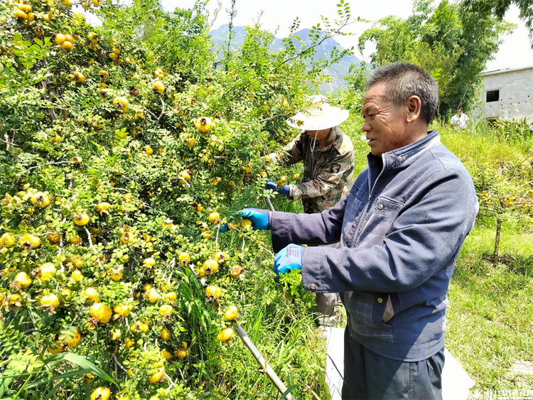 貴州六盤水：刺梨變身“綠色提款機”