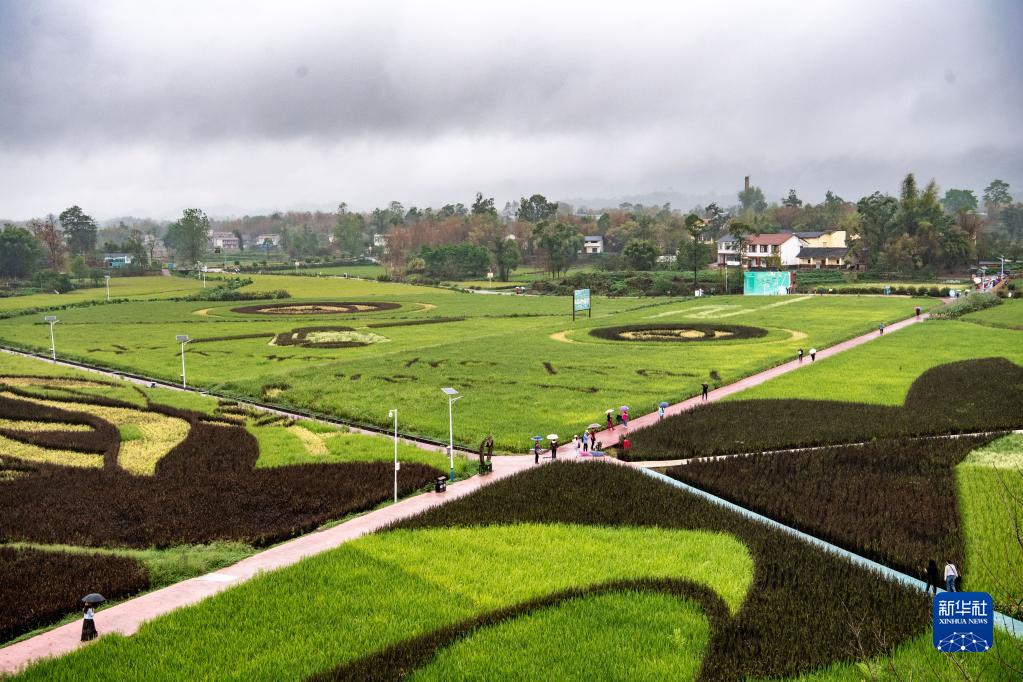 重庆大足：稻田作画迎丰收