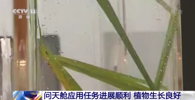 问天舱应用任务进展顺利 植物生长良好