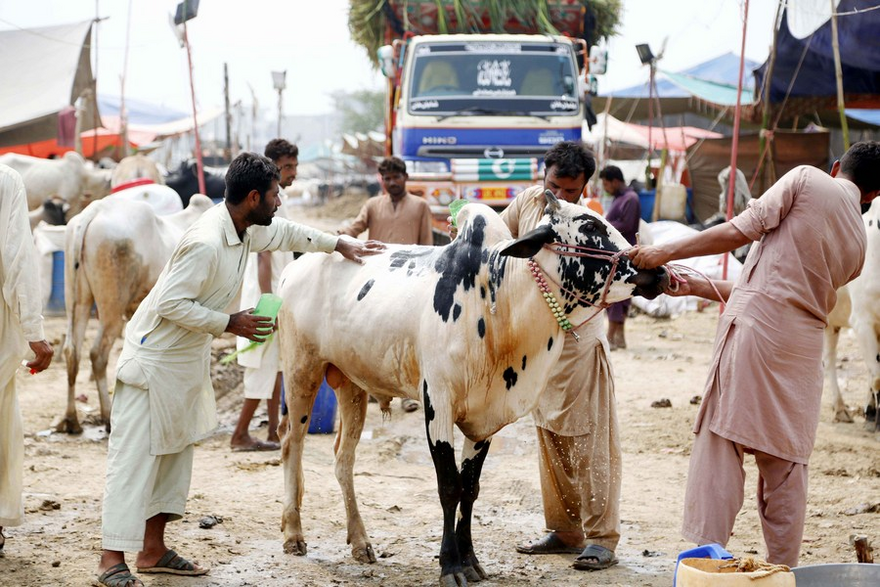 Asia Album: Pakistan's Eid al-Adha Festival Celebrations on the Way_fororder_3