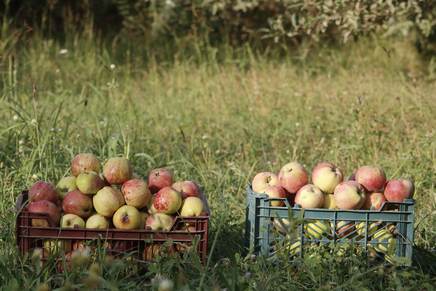 Asia Album: Apple Harvest Season in Afghanistan_fororder_5