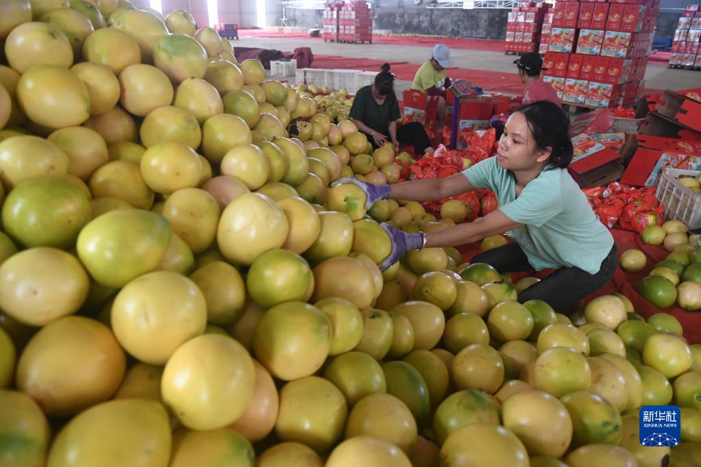 南寧：三紅蜜柚豐收上市