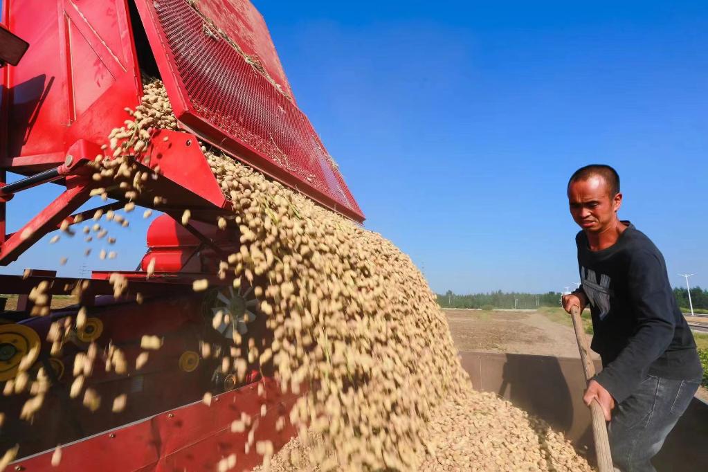 河北滦州：花生种出“新天地”