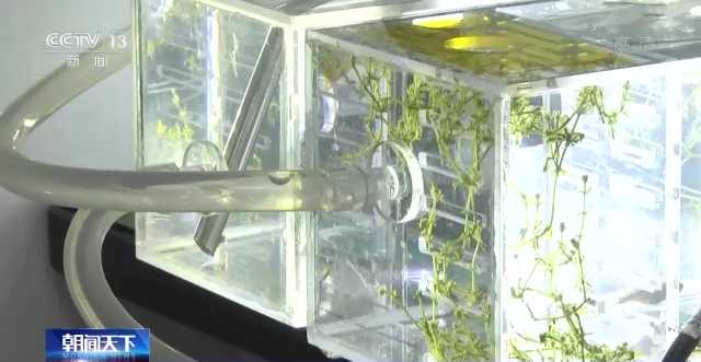 问天舱应用任务进展顺利 植物生长良好