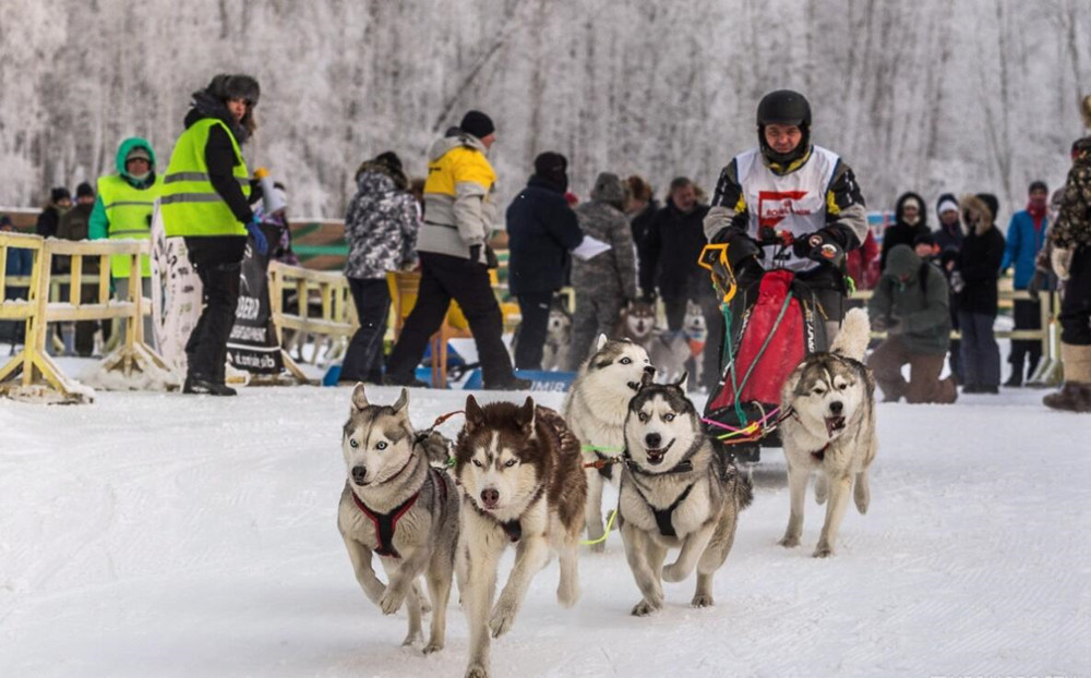 俄羅斯新西伯利亞州的雪橇犬們開心地迎接狗年的到來_fororder_1516783759551682
