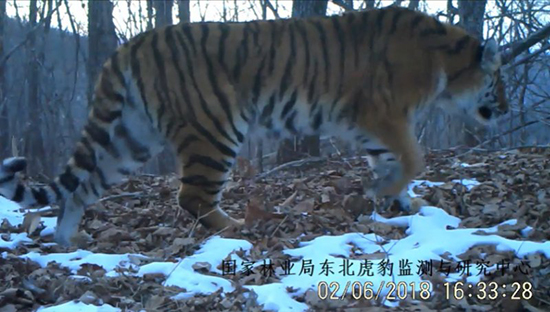 图片默认标题_fororder_5502月6日，自然资源监测系统实时传回的东北虎影像。