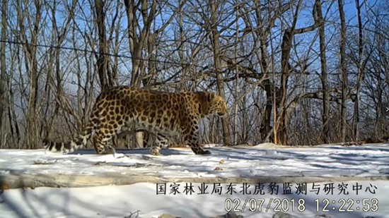 图片默认标题_fororder_5502月7日，自然资源监测系统实时传回的东北豹影像。