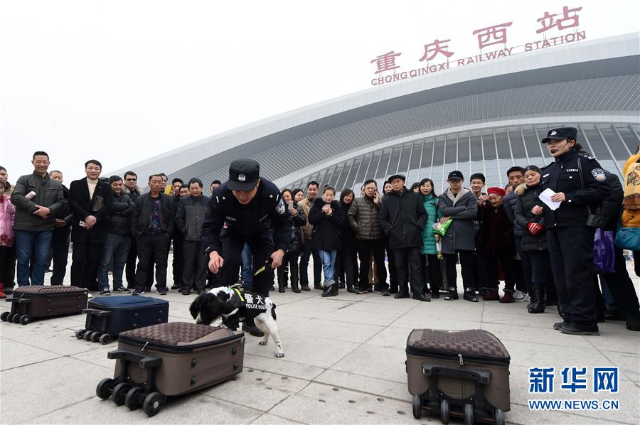 【焦點圖】重慶：警犬助陣保平安