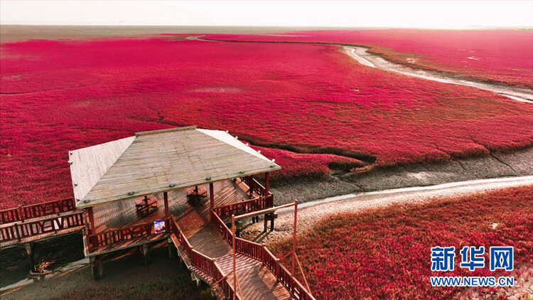 盘锦：这片红色海岸线风光美如画